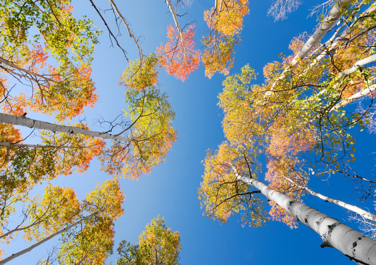 Quadro Autumn Birchs