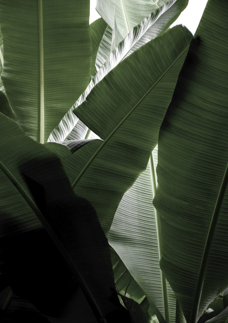 Quadro Banana Beach Palm Boogy