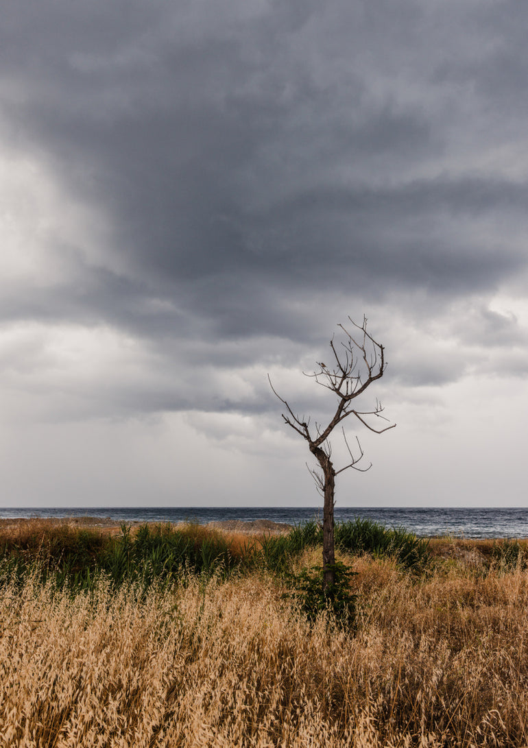 Quadro Bare Tree