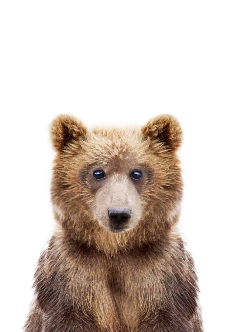 Quadro Bear