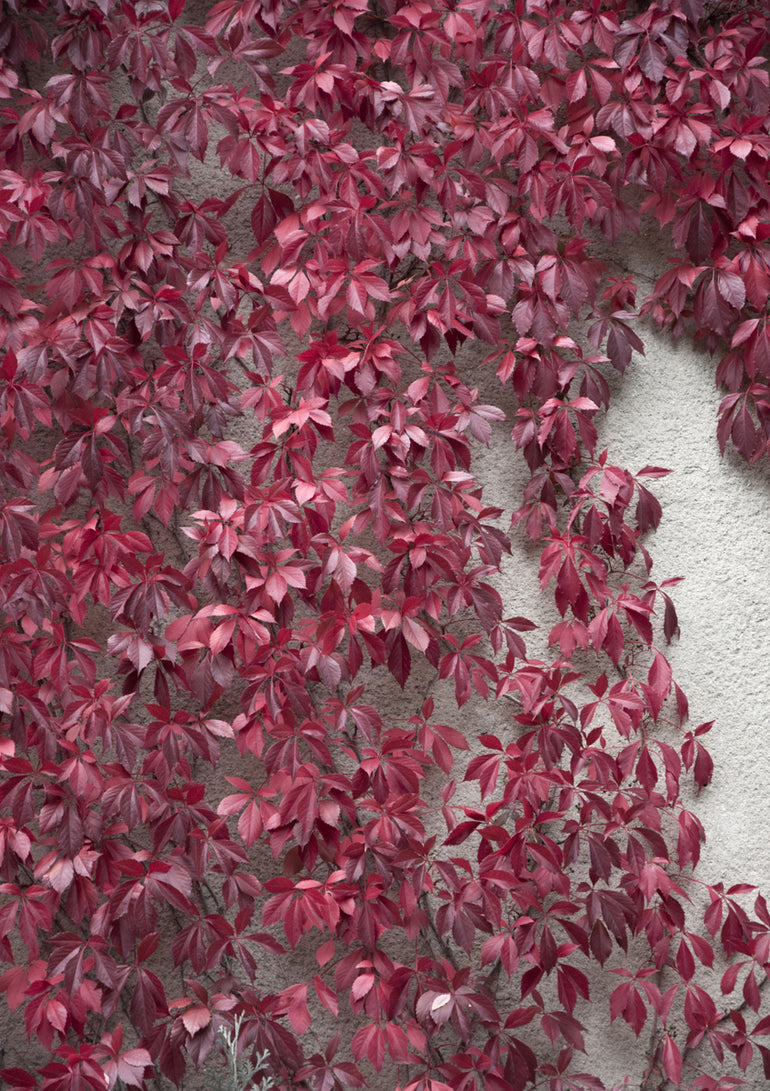 Quadro Beauty of Autumn
