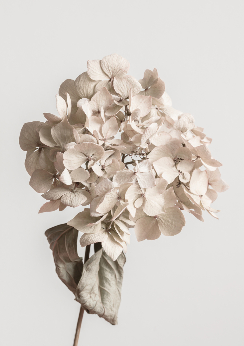 Quadro Beige Dried Flower By 1x Studio III