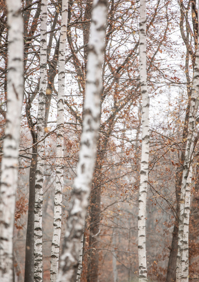 Quadro Birch Trees 6