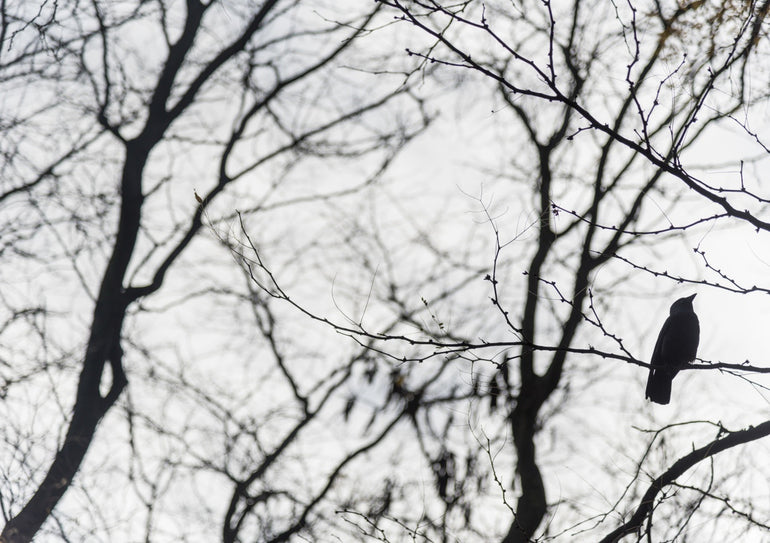 Quadro Bird in a Tree