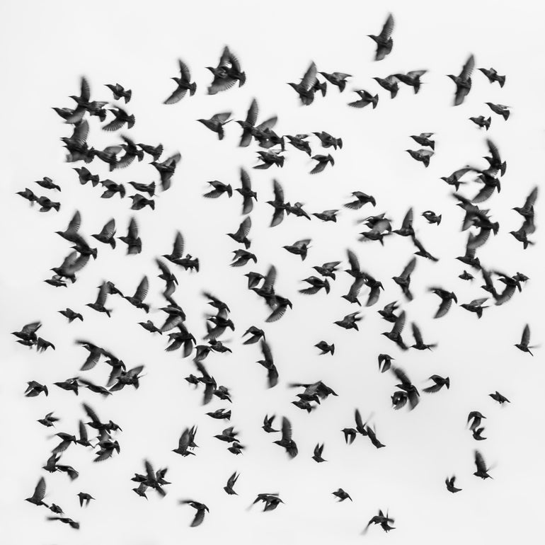 Quadro Birds By Branko Markovic