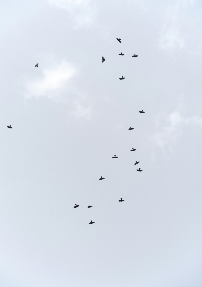 Quadro Birds Flying South