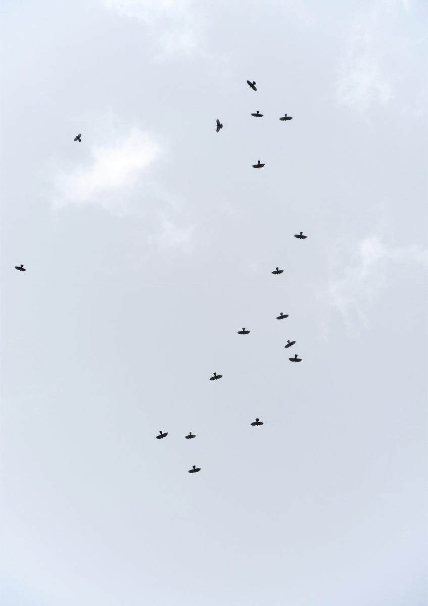 Quadro Birds Flying South