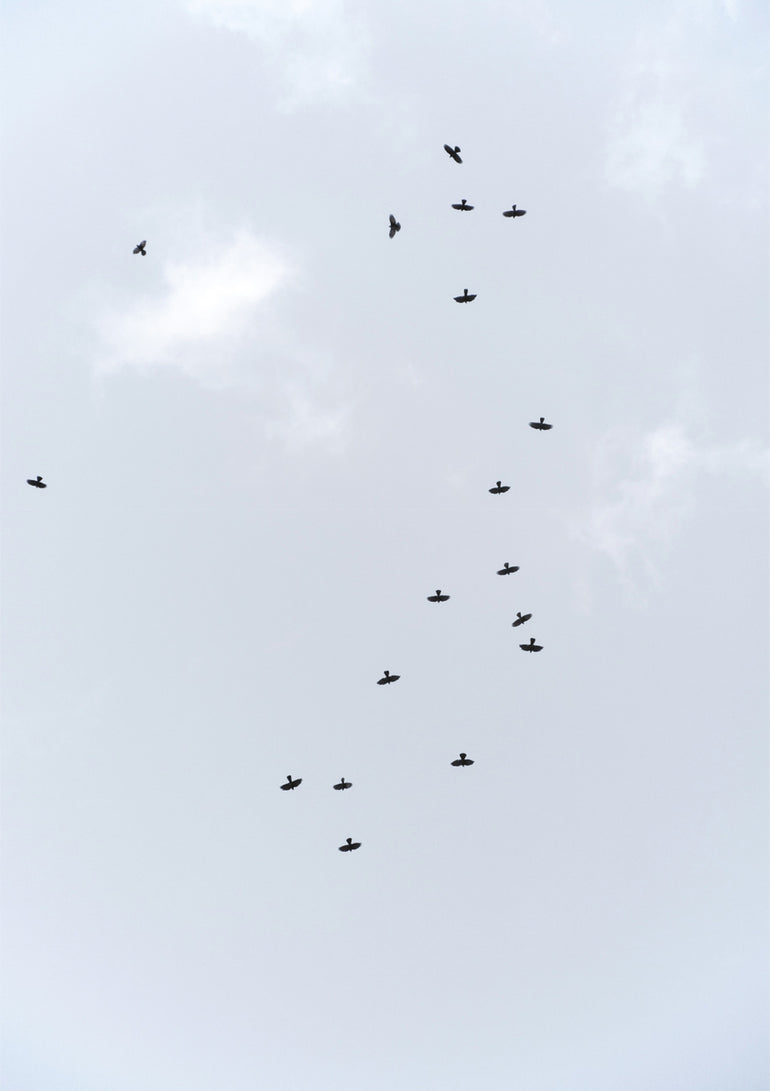 Quadro Birds Flying South