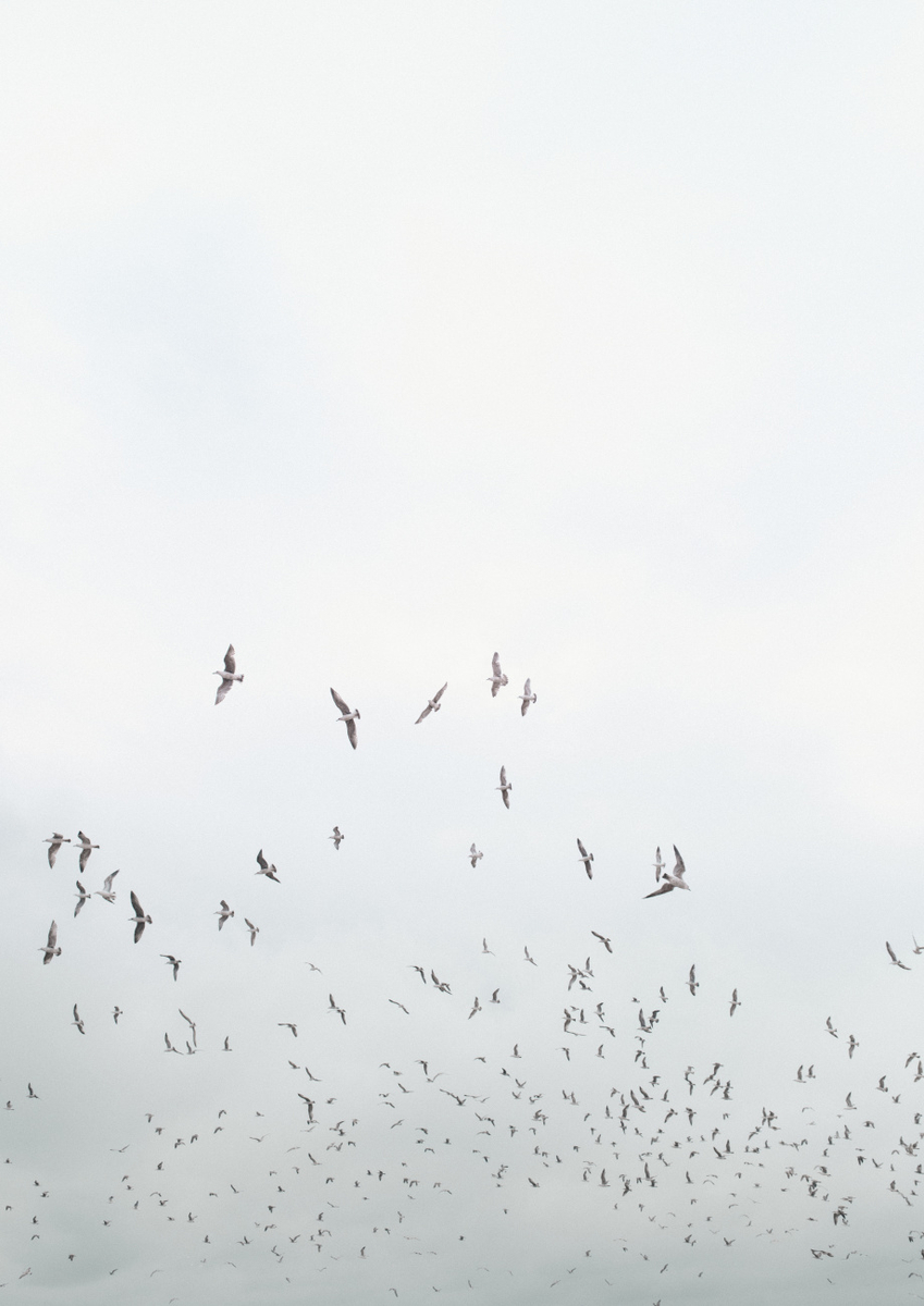 Quadro Birds in Porto
