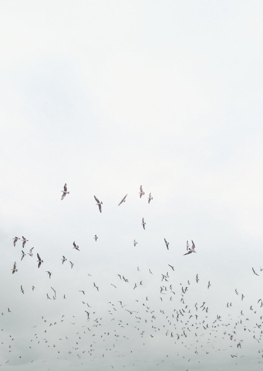 Quadro Birds in Porto