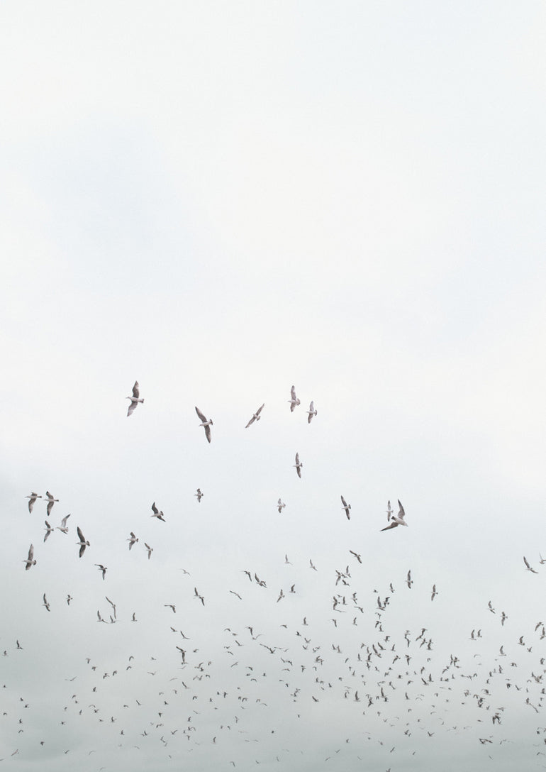 Quadro Birds in Porto