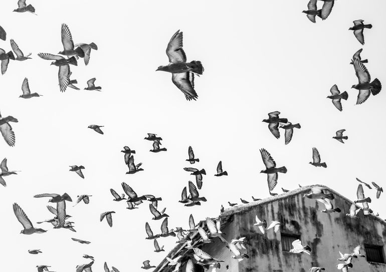 Quadro Birds in the Sky