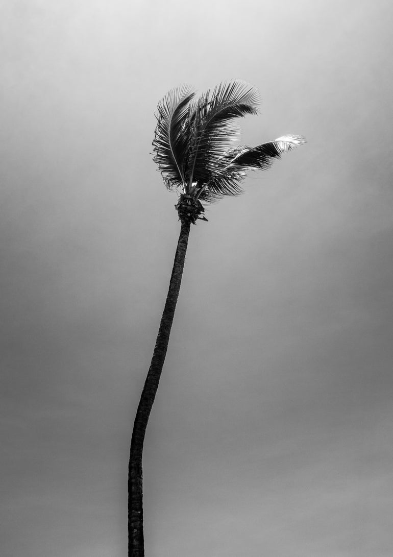 Quadro Black and White Palm Tree