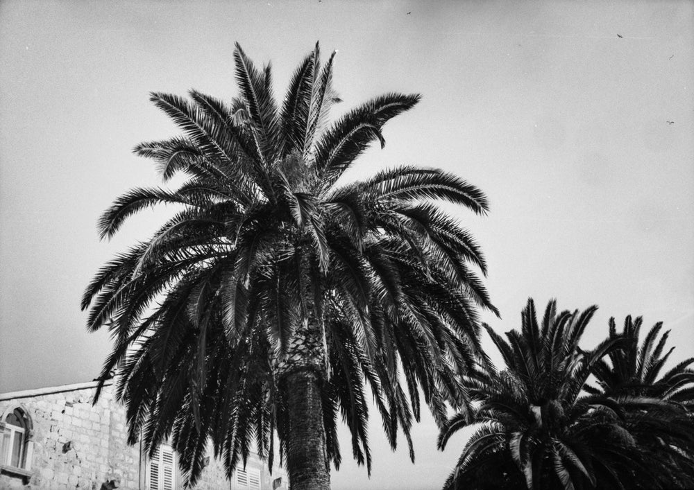Quadro BLACK AND WHITE PALMS