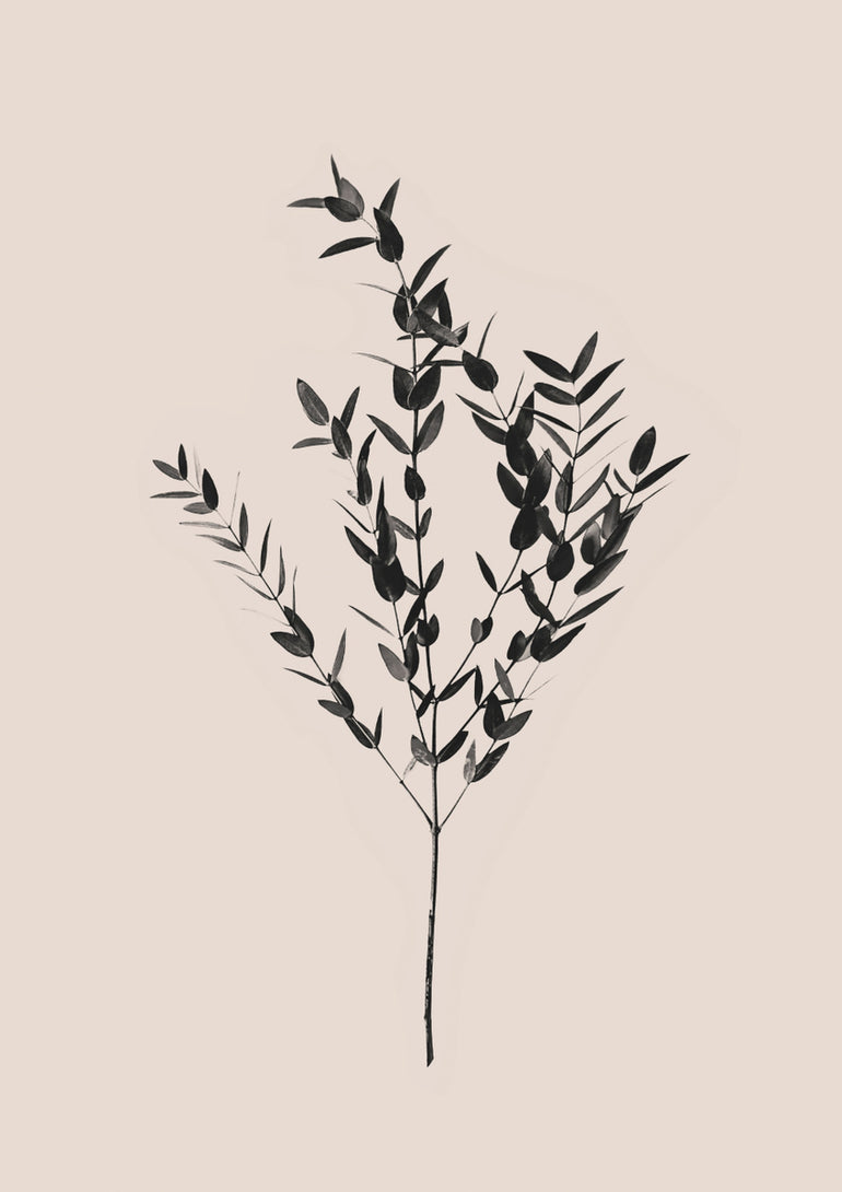 Quadro Black Eucalyptus 2
