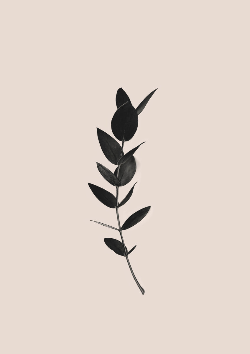 Quadro Black Eucalyptus