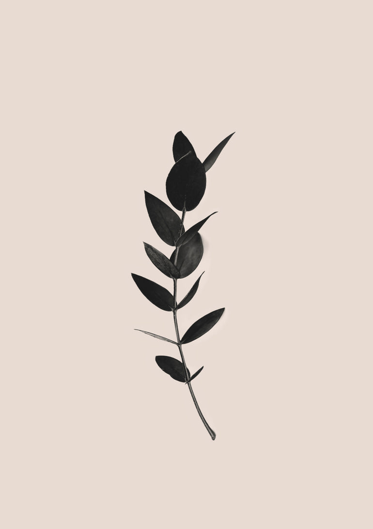 Quadro Black Eucalyptus
