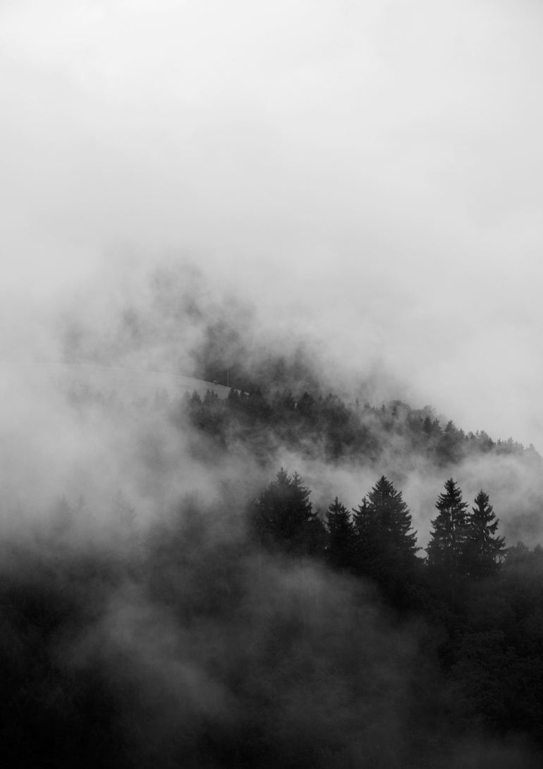 Quadro Black Foggy Forests