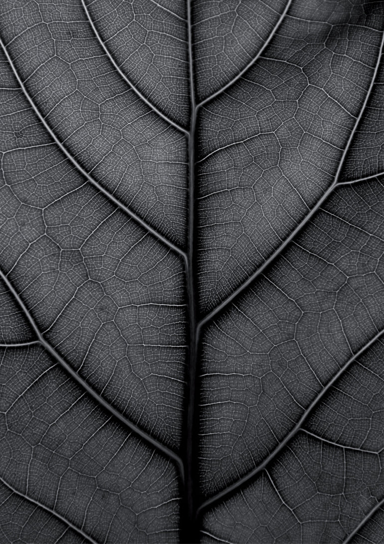 Quadro Black Leaf Fiddle Leaf Fig Tree