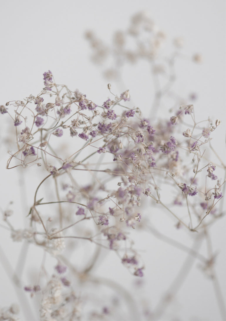 Quadro Blossoms in the Field