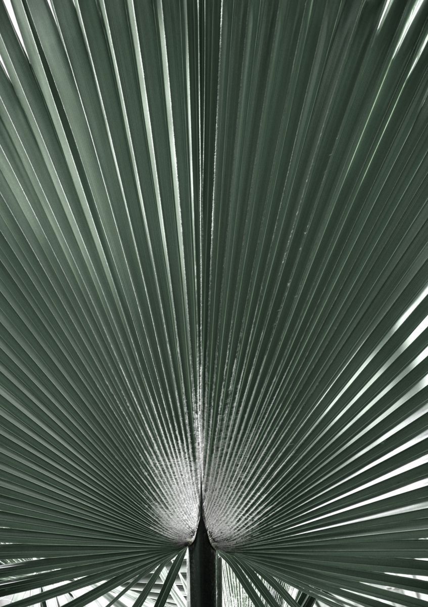 Quadro Blue Green Grafic Palm Leaf