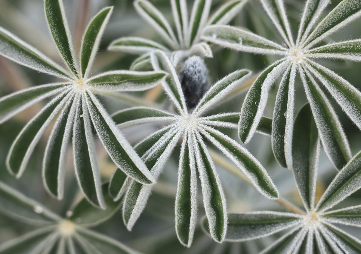 Quadro Blue Lupine #7