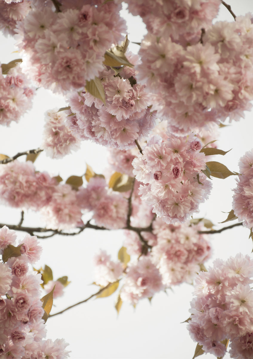 Quadro Blush Spring Love