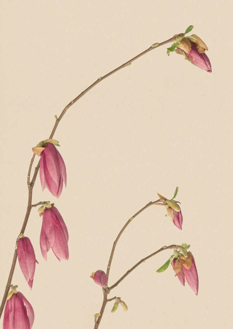 Quadro Botanic Color 01 Aged Paper