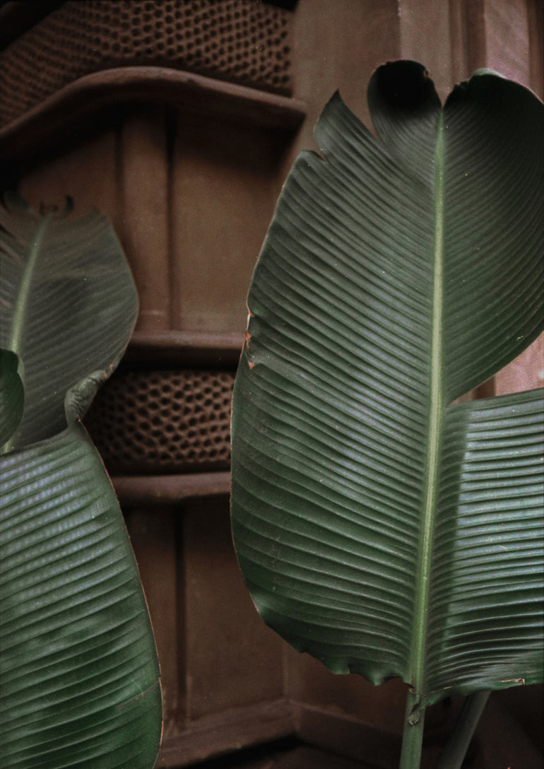 Quadro Botanical Leaves in Barcelona