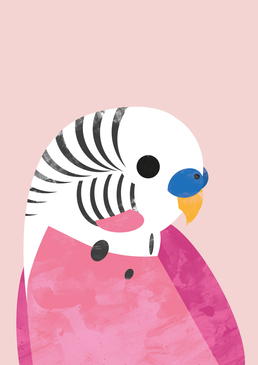 Quadro Budgie