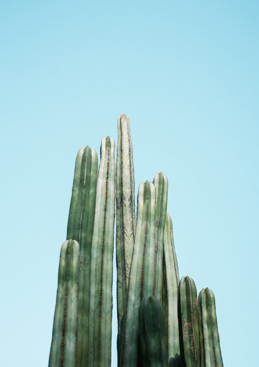 Quadro Cacti