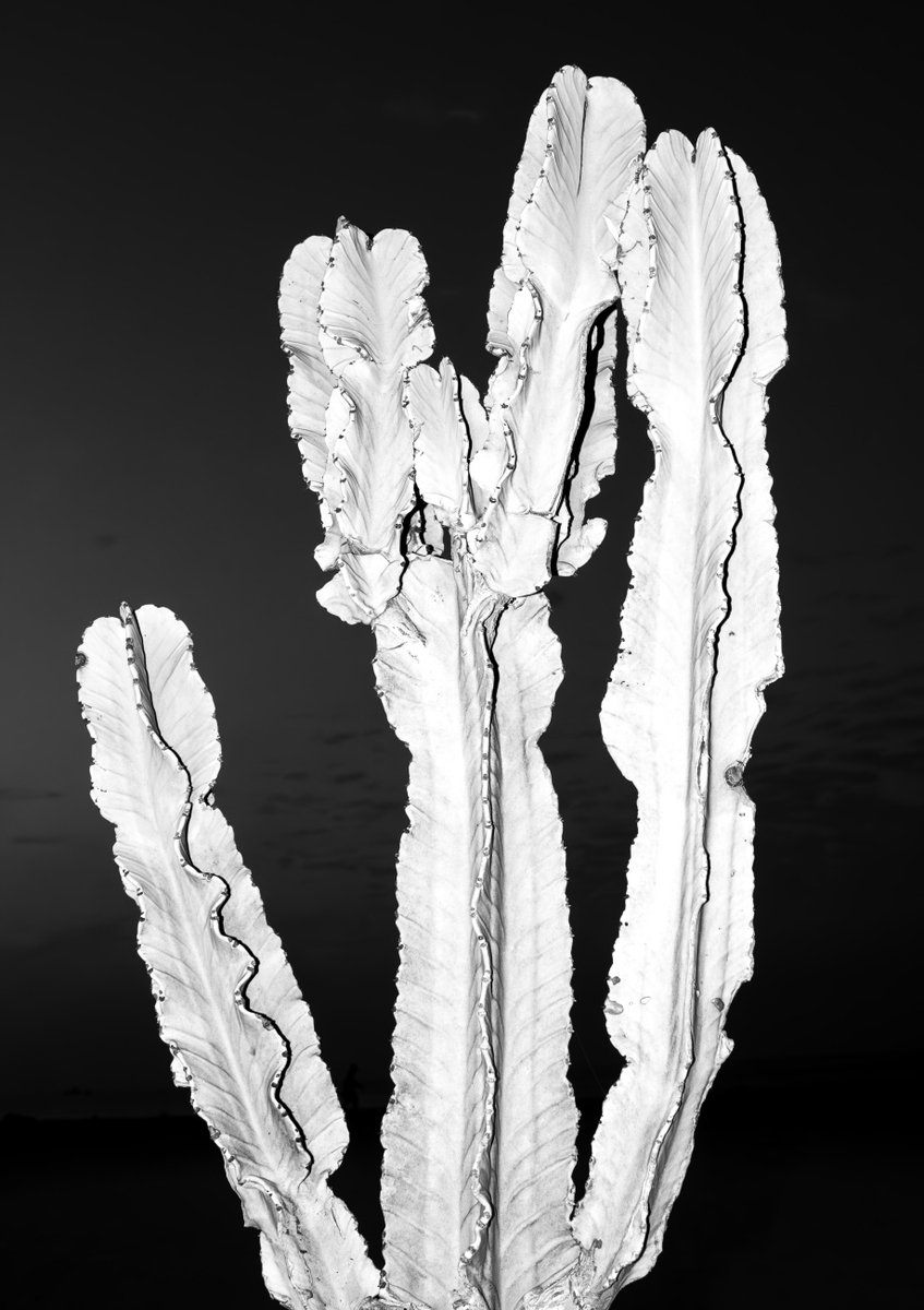 Quadro Cactus (1)
