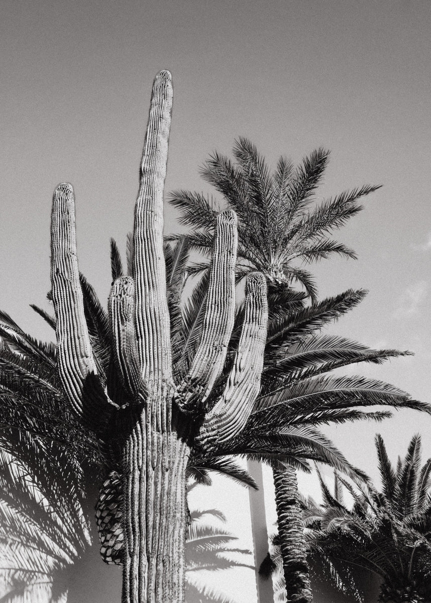 Quadro Cactus Bw Las Vegas