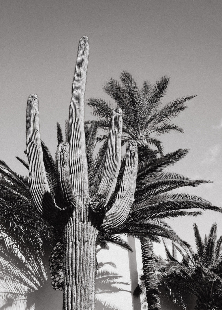 Quadro Cactus Bw Las Vegas