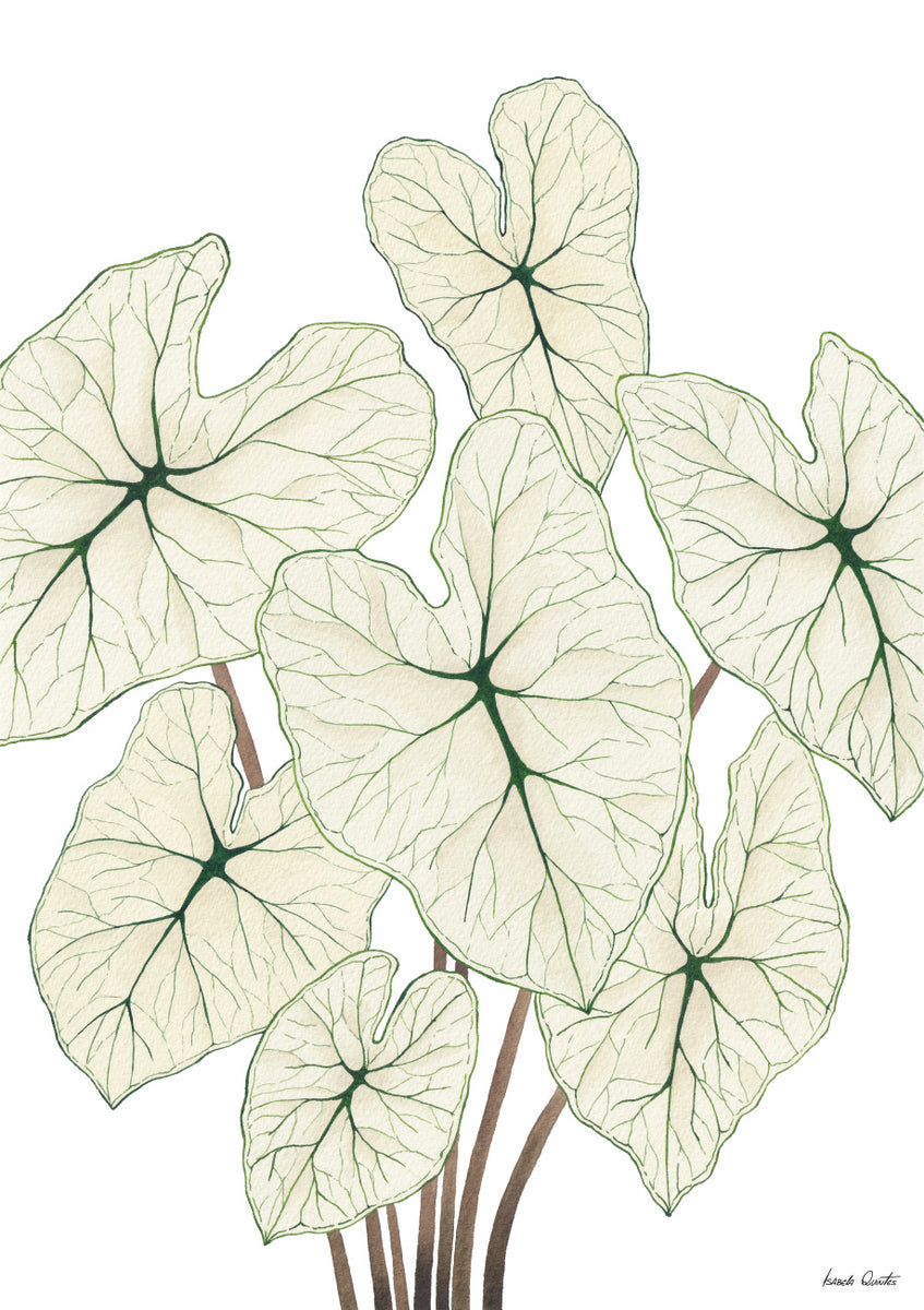 Quadro Caladium White Christmas