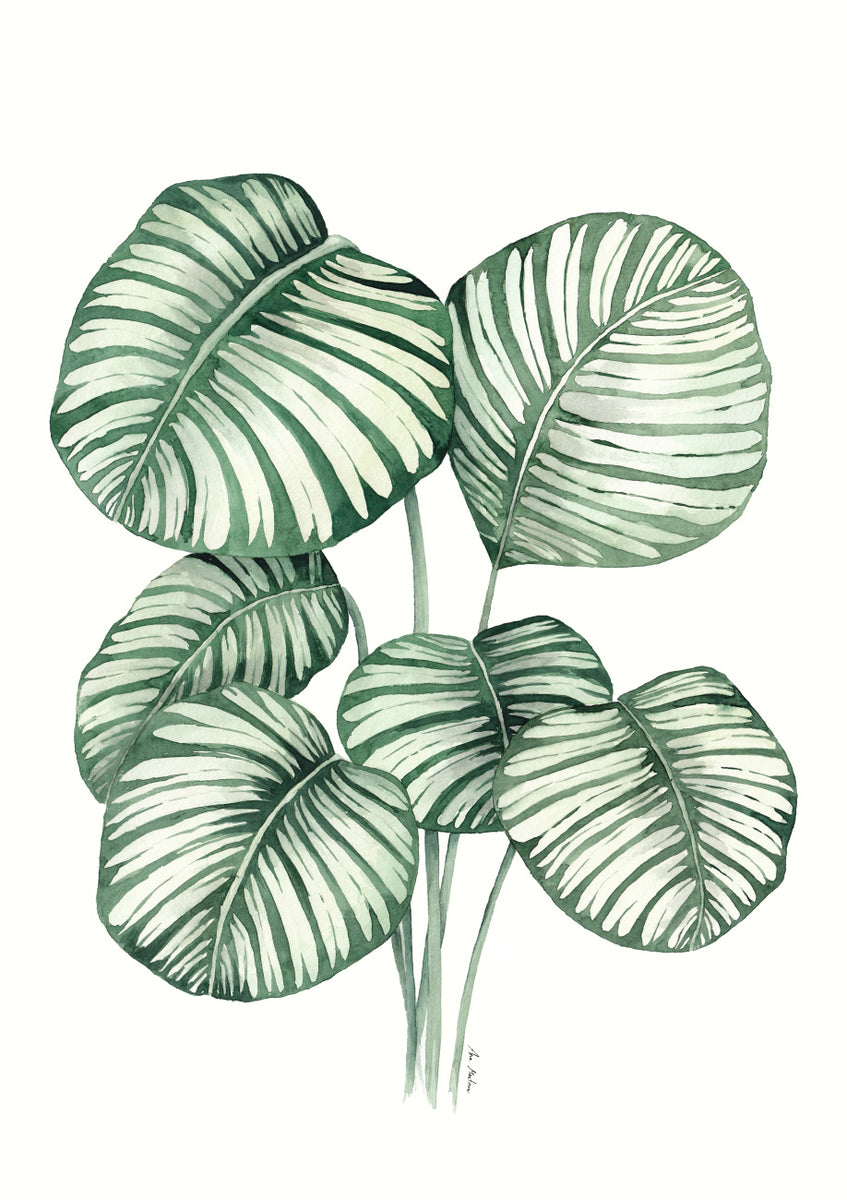 Quadro Calathea Orbifolia