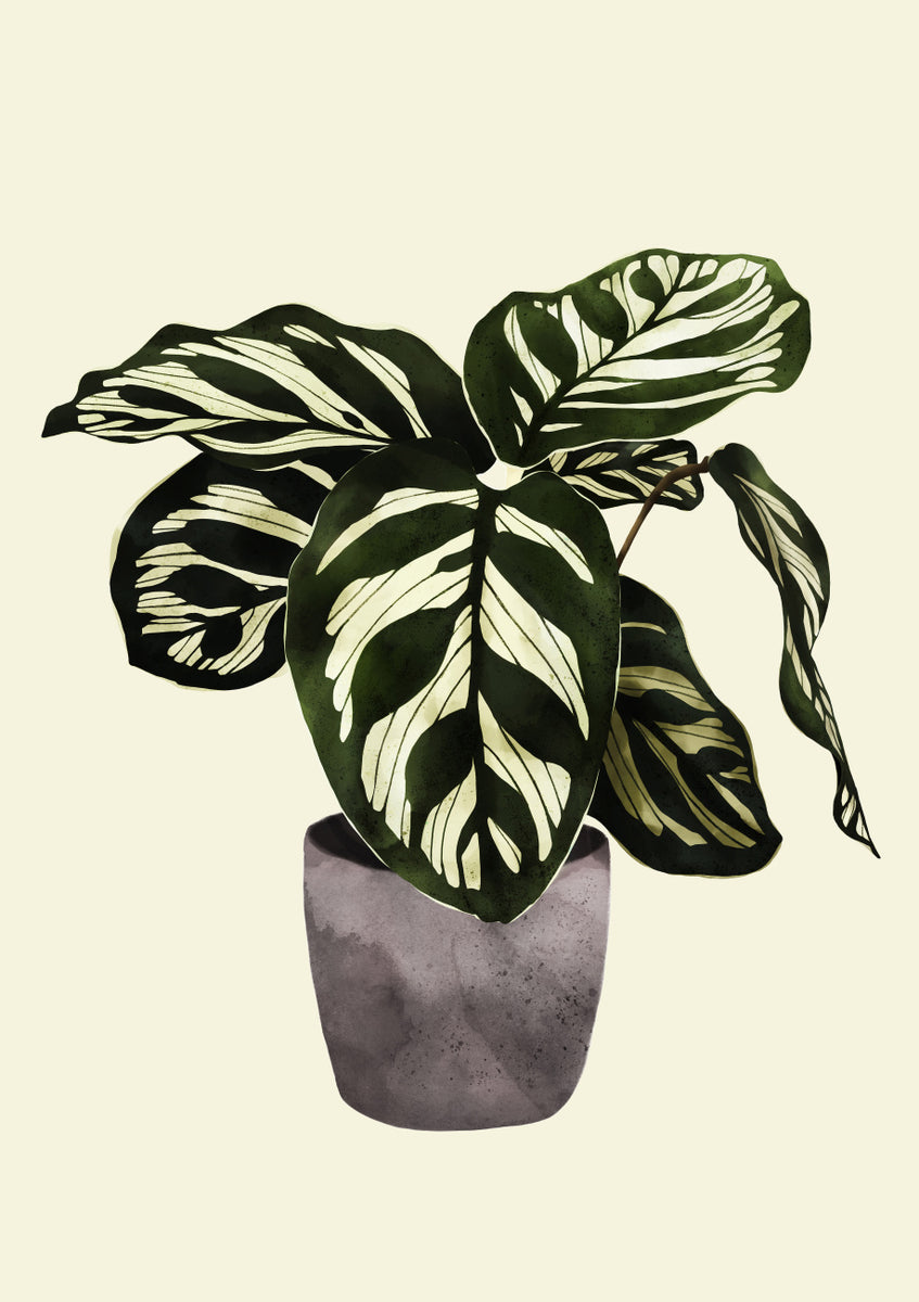 Quadro Calathea Plant