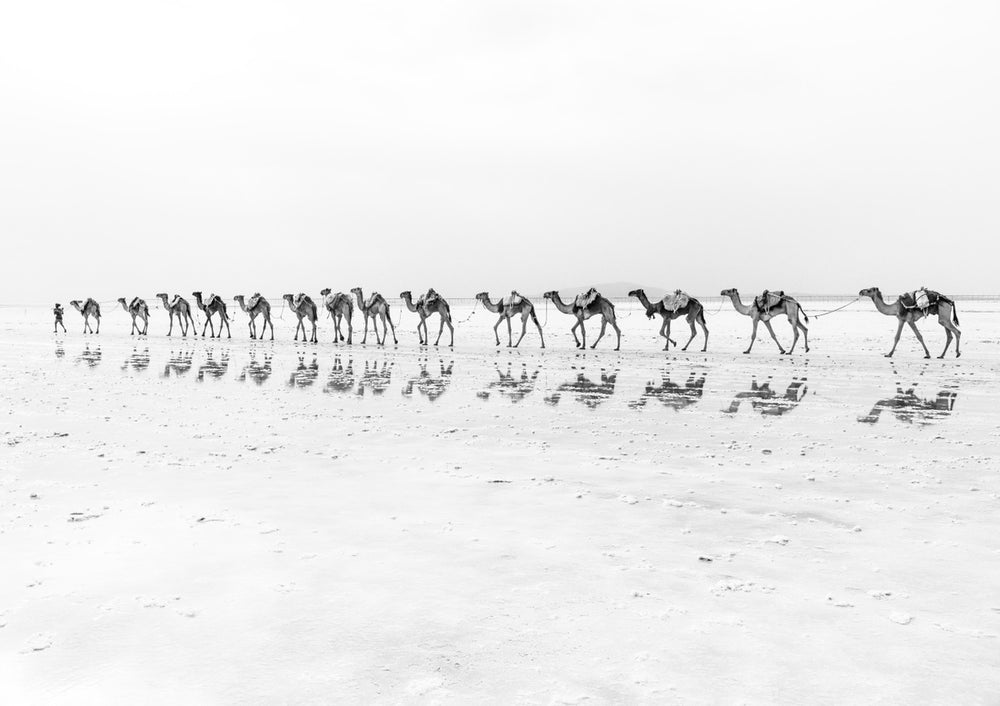 Quadro Camels in the Desert
