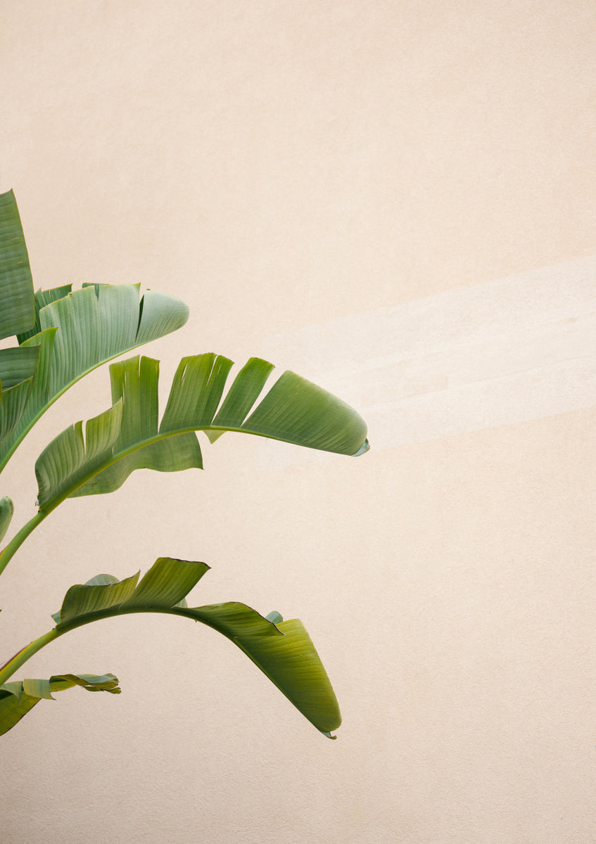 Quadro Cannes Banana Plant