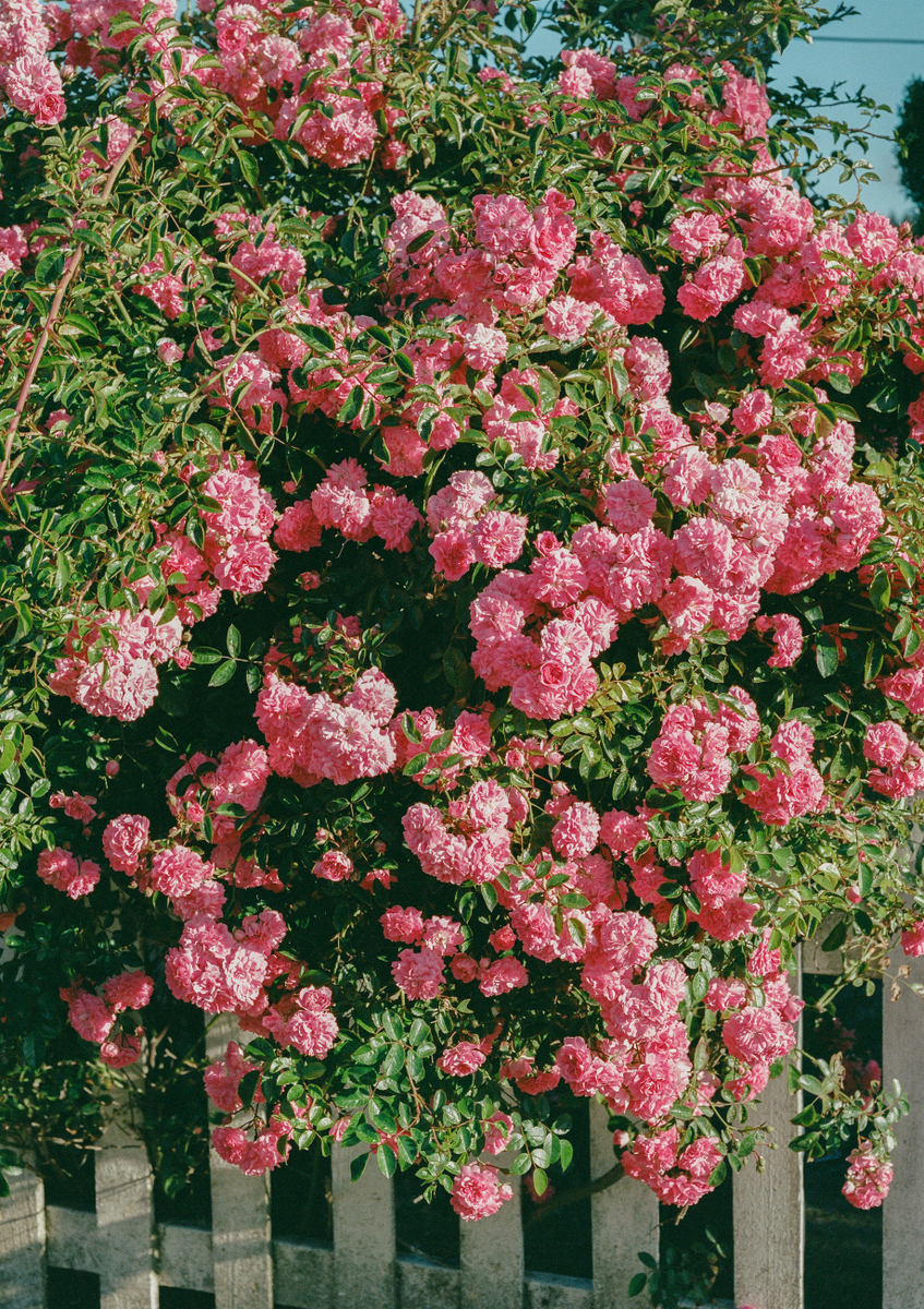 Quadro Cannon Beach Blooms