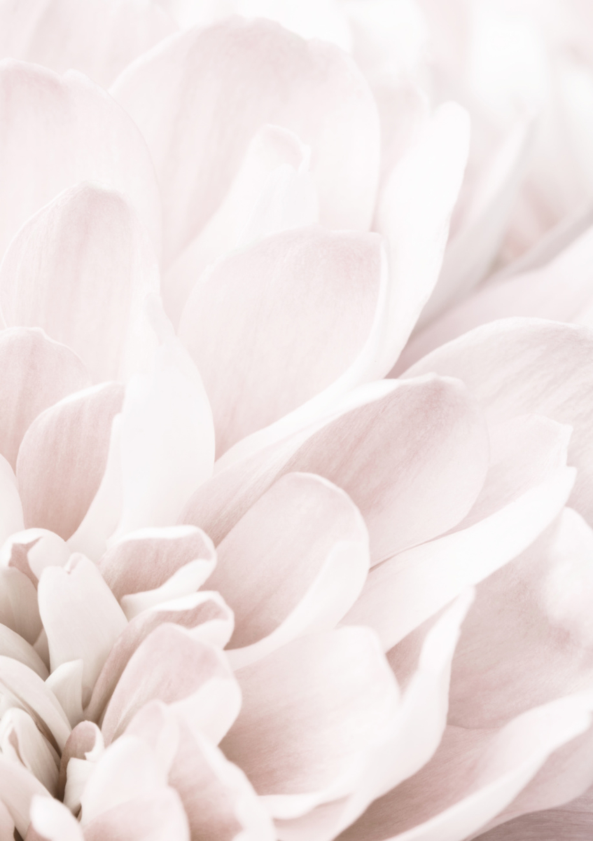 Quadro Chrysanthemum no 04 By 1x Studio