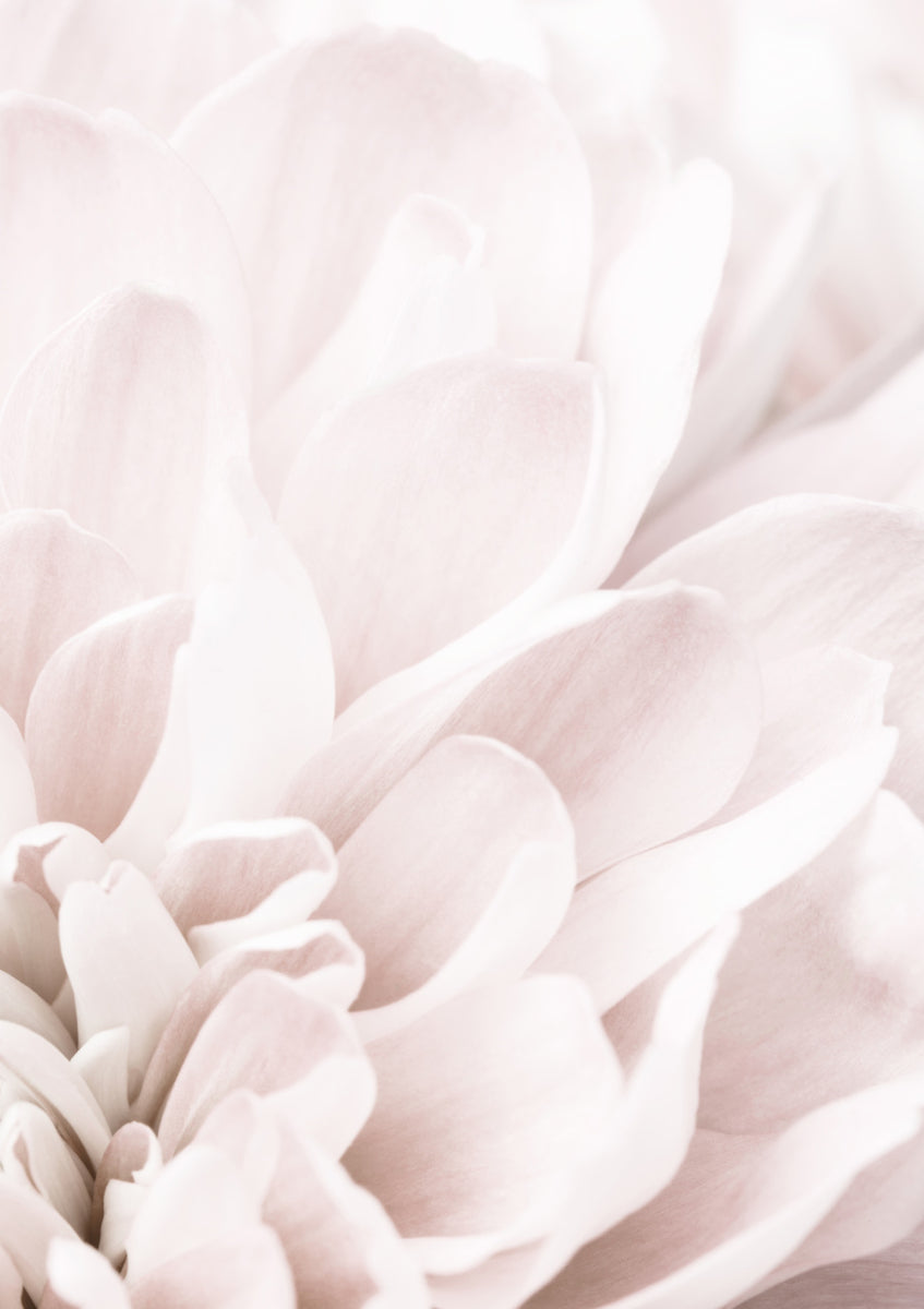 Quadro Chrysanthemum no 04 By 1x Studio