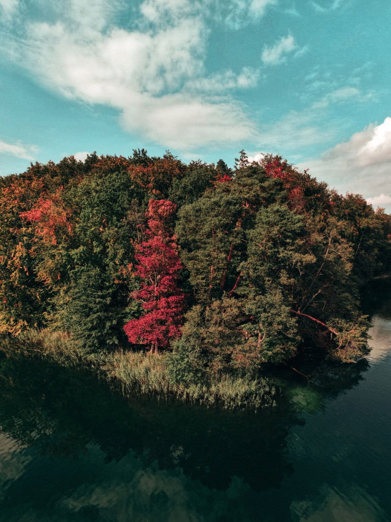 Quadro Colorful Forest