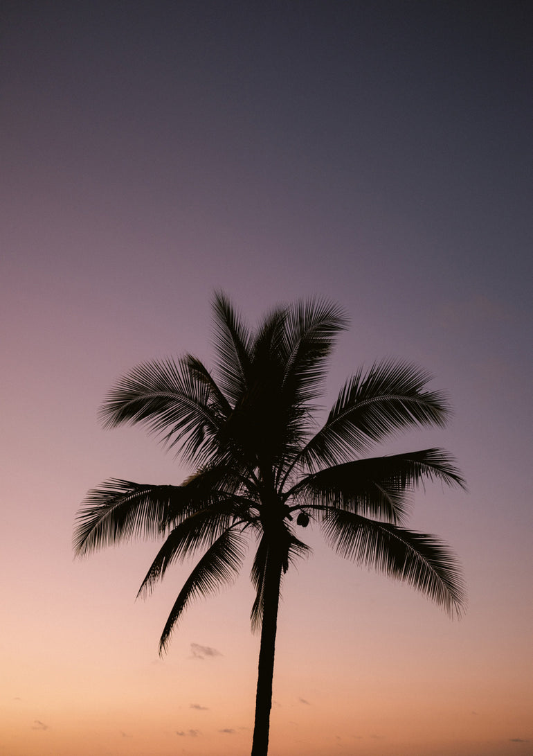 Quadro Costa Rica Palm Tree