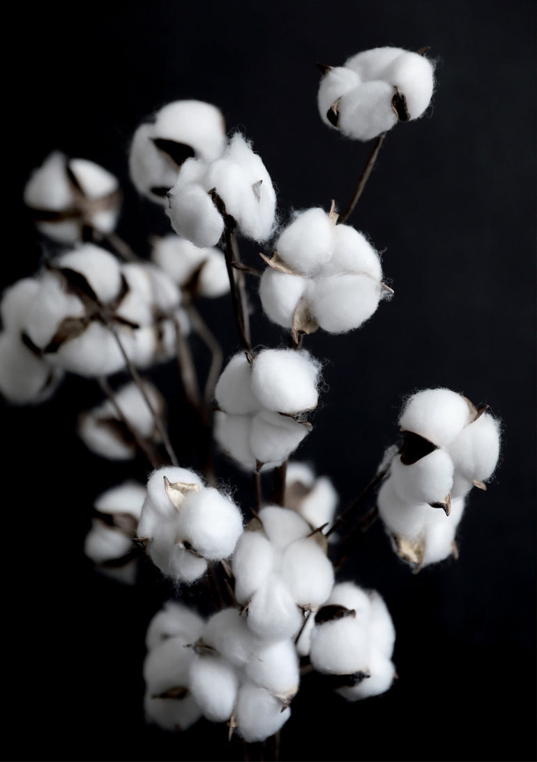 Quadro Cotton Candy Dried Flowers