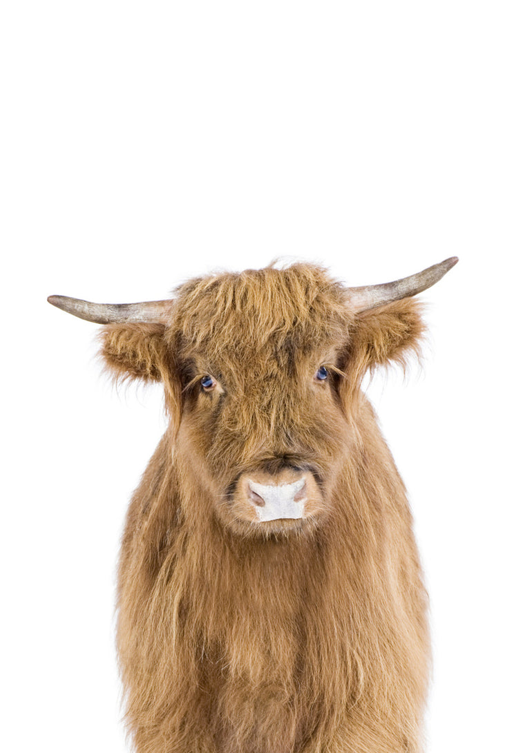 Quadro Cow