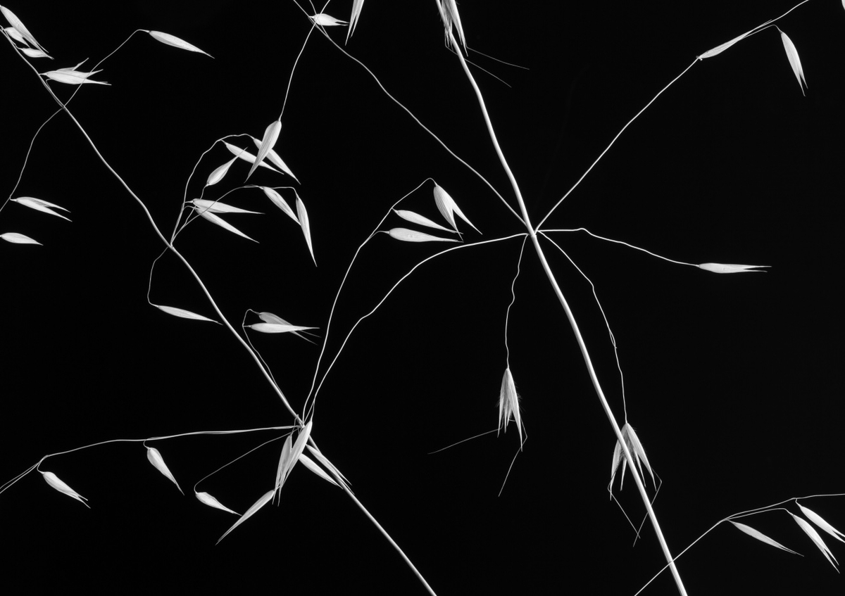 Quadro Crossed Lines