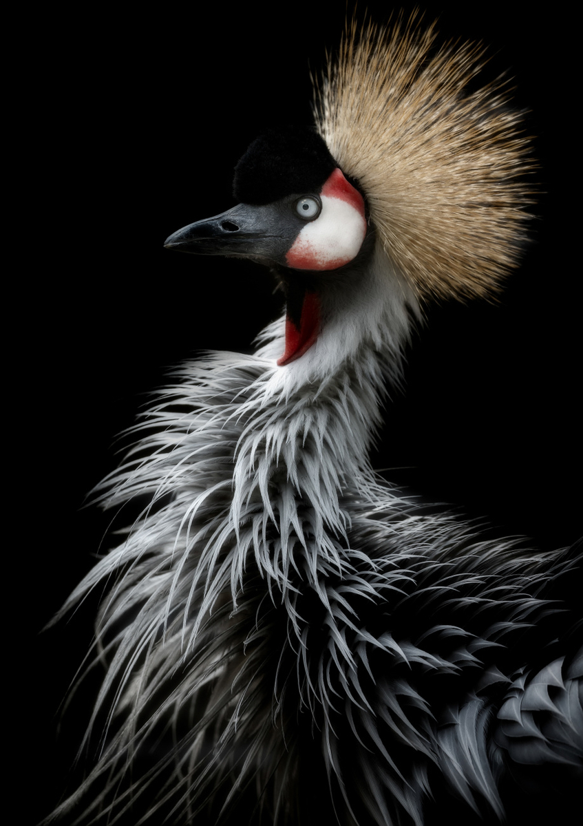 Quadro Crowned Crane's Portrait by Eiji Itoyama