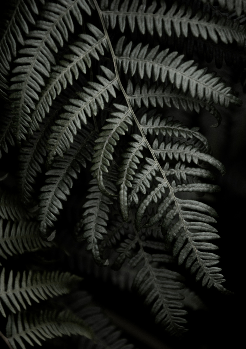 Quadro Dark Forests Fern