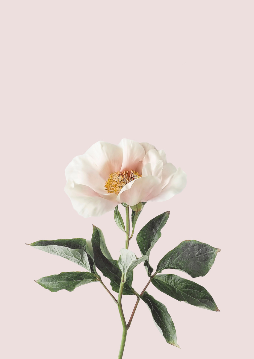 Quadro Delicate